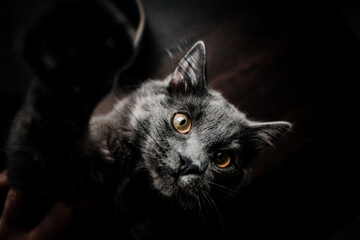 Closeup shot of a cute black yellow-eyed cat