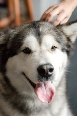 Portrait of a big dog playing at home