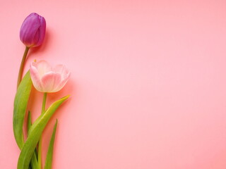 Pink and purple tulips on pink paper background