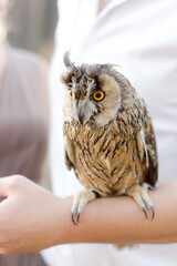 Portrait of little  owl in the forest