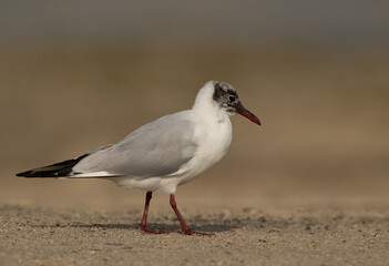 Black-headed at Busaiteen coast, Bahrain