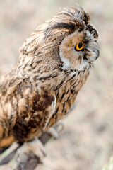 Portrait of little  owl in the forest