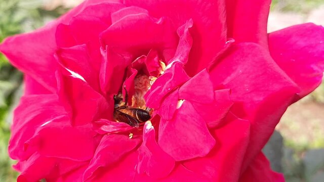 A honey bee collecting and taking honey a red rose flower.
A bee sits on a rose flower. Red rose flower, botanical photographs.
Bumblebee pollinating flower rose. Bee  in spring season .