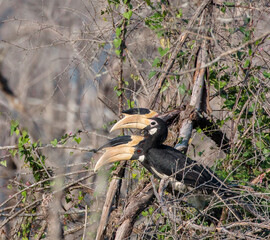 couple of malabar pied hornbills sitting on branch at yala national park in february 20201