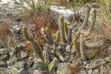 The cactus Cipocereus minensis in natural habitat close to Itacambira in Minas Gerais, Brazil