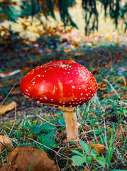 Beautiful mushroom Amanita in a meadow in a dense forest in the Carpathians