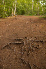 Wurzeln auf moorigem Boden