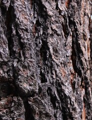 Detailed Tree Bark