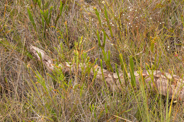 Boa constricor in natural habitat close to Itacambira in Minas Gerais, Brazil