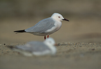 Selective focus on back Sender-billed gull at Busaiteen coast, Bahrain