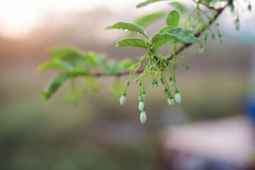 close up of a branch of a tree