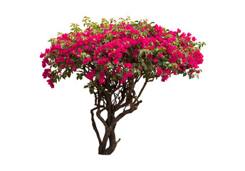 Bougainvilleas tree isolated on white background with clipping path - obrazy, fototapety, plakaty