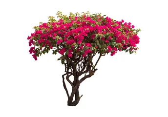 Fototapeten Bougainvilleas tree isolated on white background with clipping path © bank_jay
