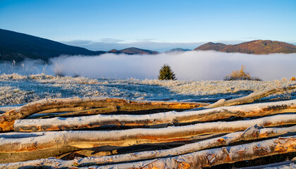 Fototapeta na wymiar Felled trees lie on the ground in cold weather in the early morning