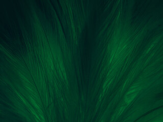 Beautiful abstract green feathers on black background, yellow feather texture on dark pattern,  green background, feather wallpaper, love theme, valentines day, dark texture
