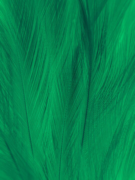 Beautiful abstract green feathers on white background, yellow feather  texture on dark pattern, green background, feather wallpaper, love theme,  valentines day, green gradient texture Stock Photo