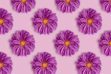 Repetitive pattern made of dahlia flowers on a purple background. Summertime creative concept.