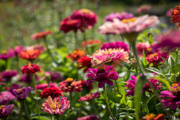 Vanessa cardui butterfly in flowers macro insect nature close up summer