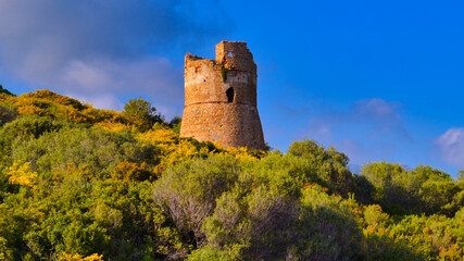 Corse
