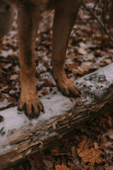 Portrait of a dog in park