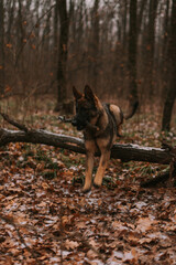 Portrait of a dog in park