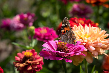 Vanessa cardui butterfly in flowers macro insect nature close up summer