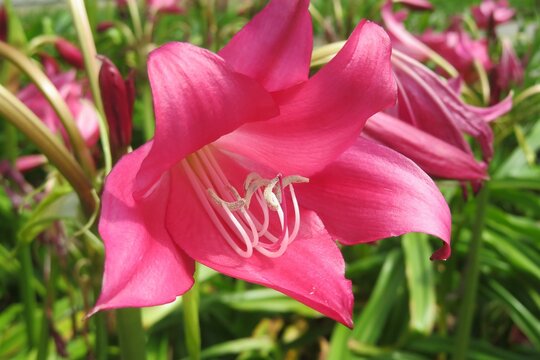 Beautiful pink lily flowers in the garden, closeup