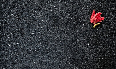 One red withering flower on a black background, offset in the corner with large text space.