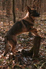 Portrait of a dog in park
