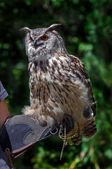 Eagle owl on human hand. Latin name - Bubo bubo	
