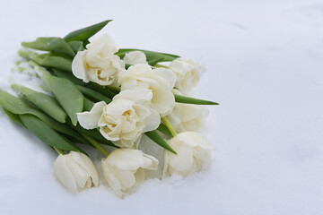 Bouquet of flowers of white spring tulips on the snow.