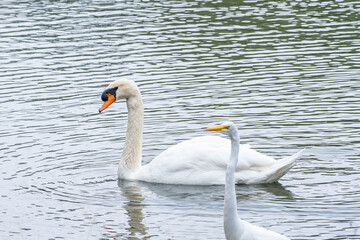 Mute swan swimming in lake near white egret