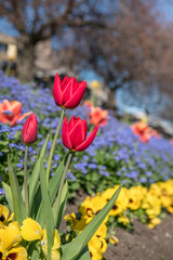 Flowers in Princes Street Gardens, Edinburgh, United Kingdom. Spring season.