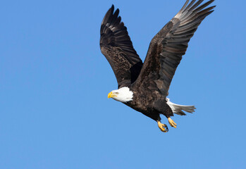 Bald Eagle in Flight