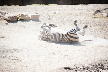 Fototapeta na wymiar Zebra Rolling