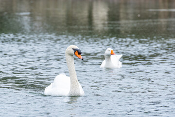 Mute swan swimming in lake 