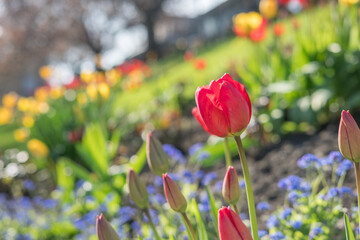 Flowers in Princes Street Gardens, Edinburgh, United Kingdom. Spring season.