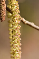 Blüte der Hasel, Corylus avellana, frisch aufgeblüht im Frühling, Spätwinter, Allergiker