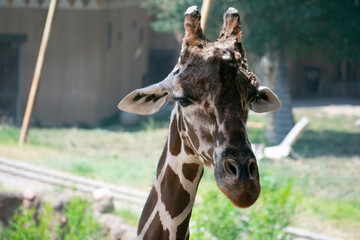 portrait of a giraffe
