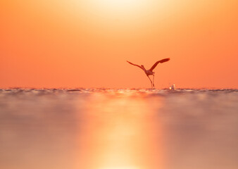 Obraz premium Greater Flamingo takeoff at Asker coast during sunrise, Bahrain