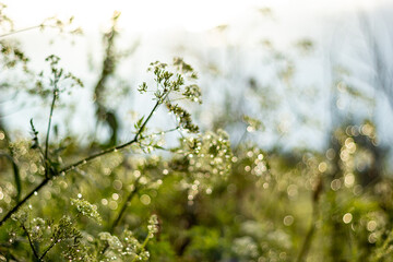 Abstract blur nature green background with beautiful bokeh