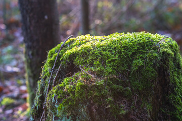 Green moss on old stump in forest. How to use moss. Deforestation