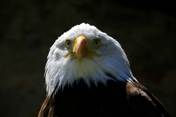 Weißkopfseeadler (Haliaeetus leucocephalus) Greifvogel, Portrait