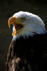 Weißkopfseeadler (Haliaeetus leucocephalus) Greifvogel, Portrait