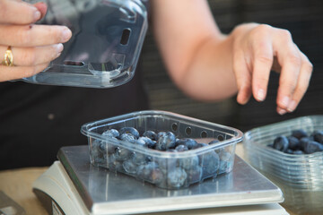 Woman picking blueberries, close-up of hands and berries growing on the bushes, seasonal blueberry harvest.