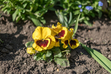 Flowers in Princes Street Gardens, Edinburgh, United Kingdom. Spring season.