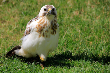  Schlangenadler (Circaetus gallicus) Greifvogel 