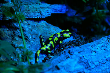 Feuersalamander (Salamandra salamandra) bei Nacht