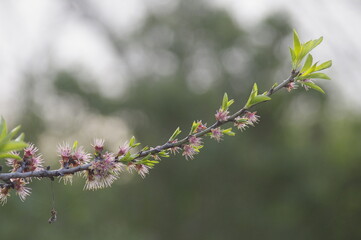 brindille d'amandier