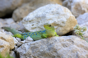 Perleidechse (Timon lepidus) in den Alpen